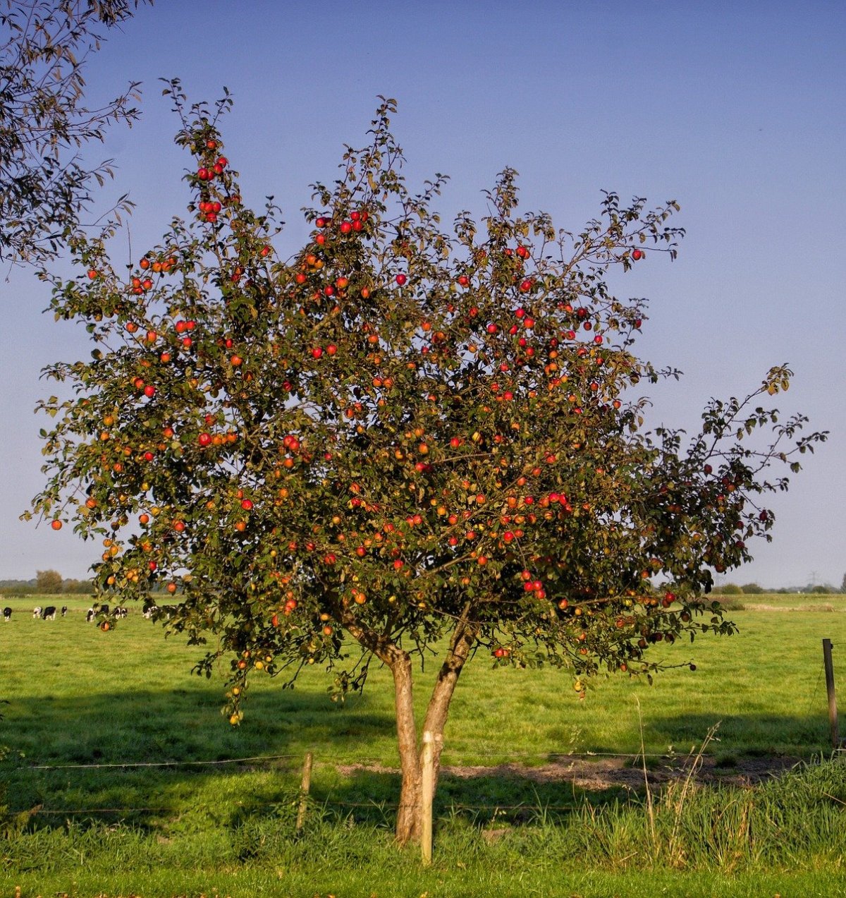 Яблоня "Malus" плодовая
