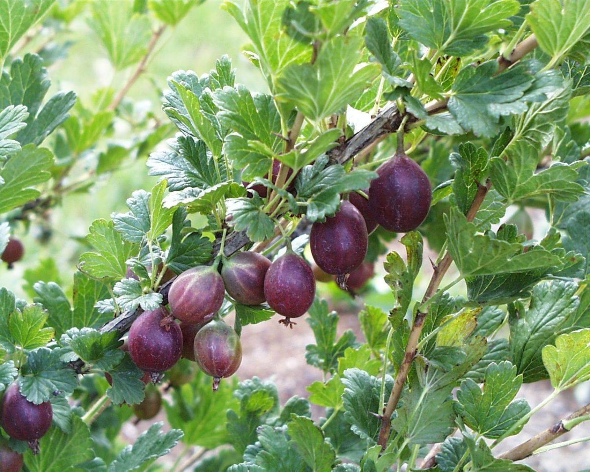 Крыжовник Командор куст