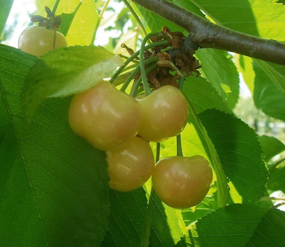Черешня сорт Чермашная