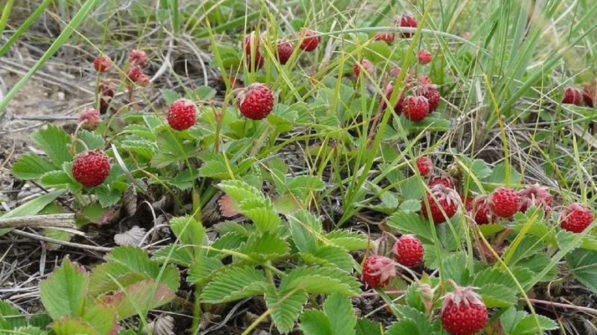 Земляника Лесная клубника Луговая