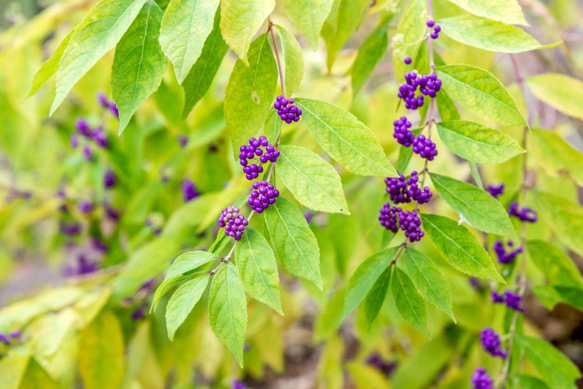 Callicarpa Americana medicinal