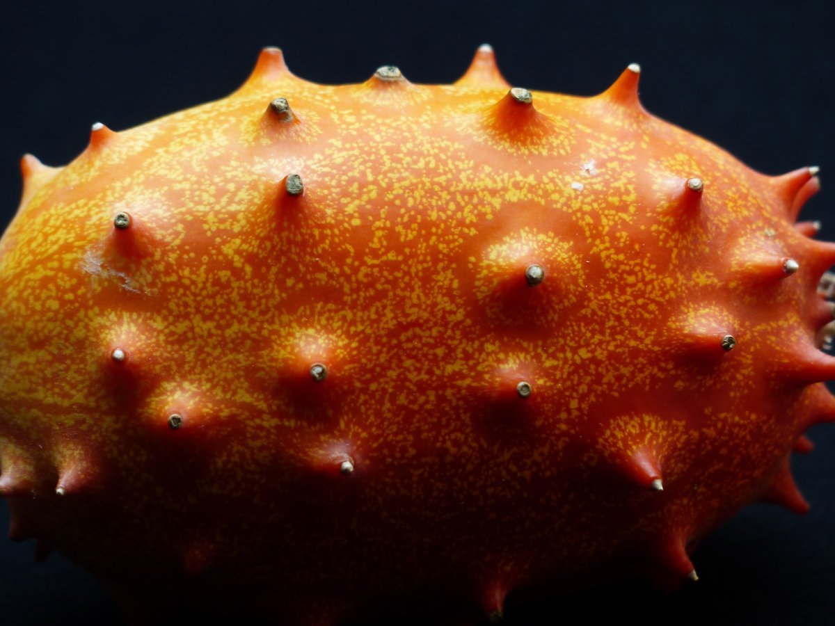 Cucumis metuliferus