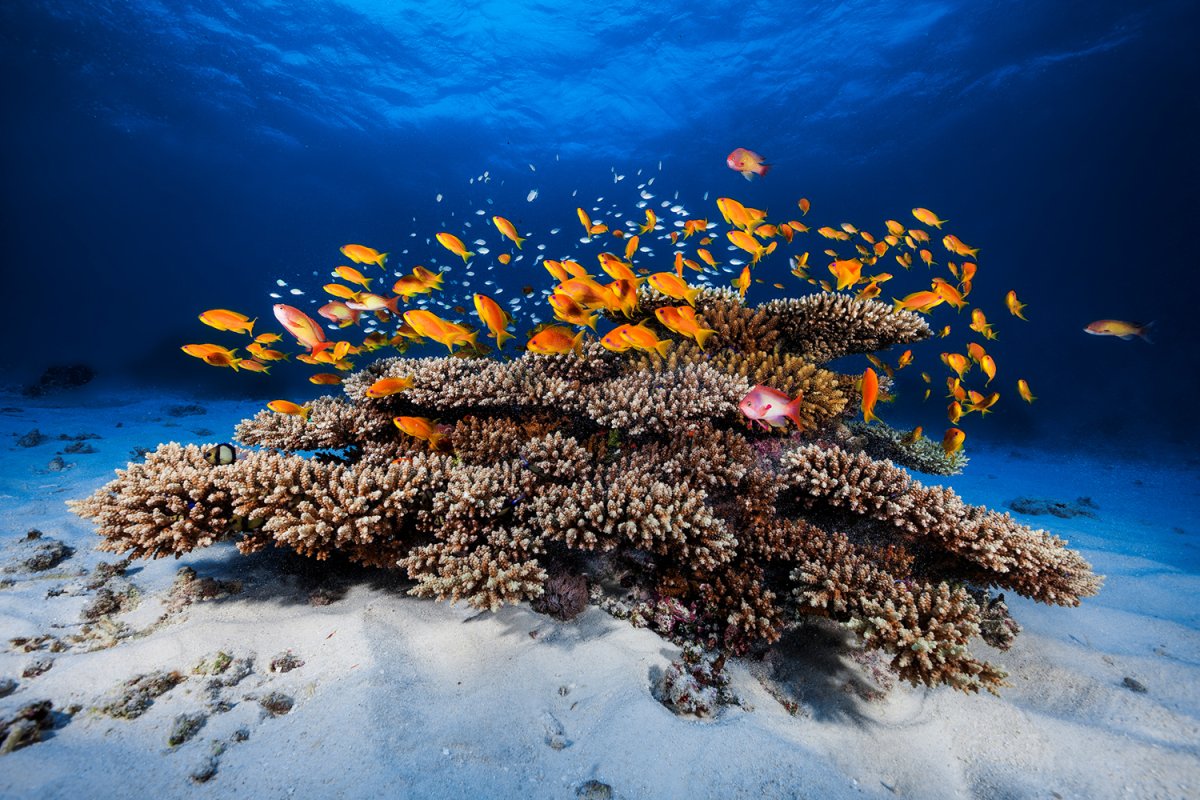 Кораллы Средиземного моря