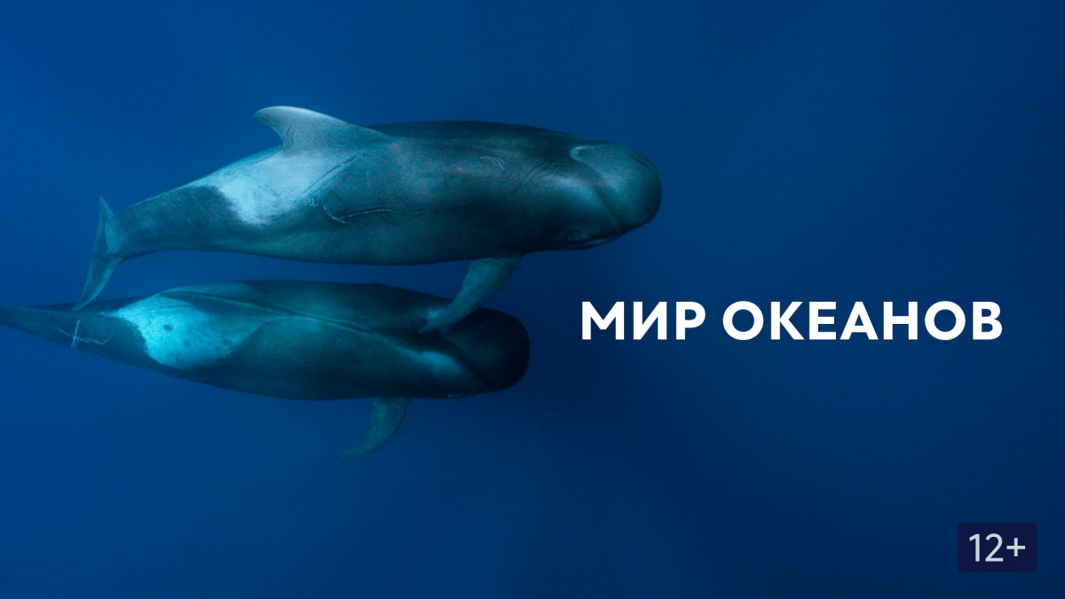 Океан 1×1