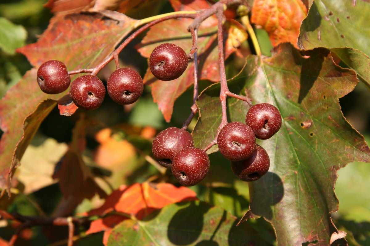 Рябина глоговина Sorbus torminalis