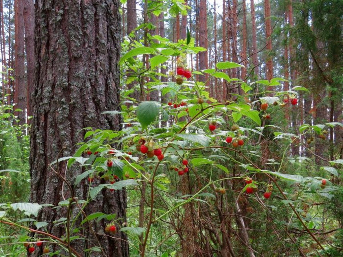 Малина Лесная кустарник