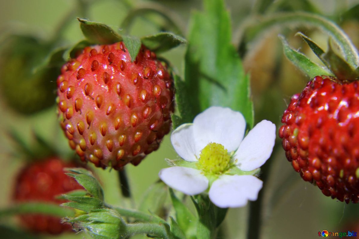 Green Strawberry