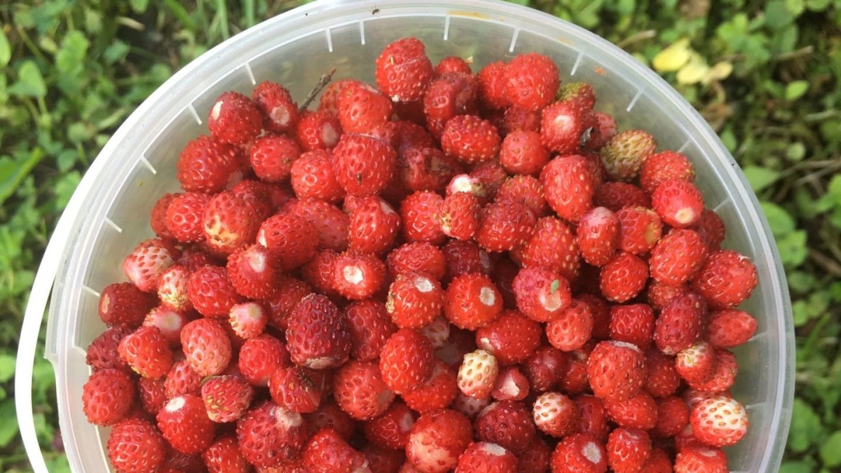 Berry Cup
