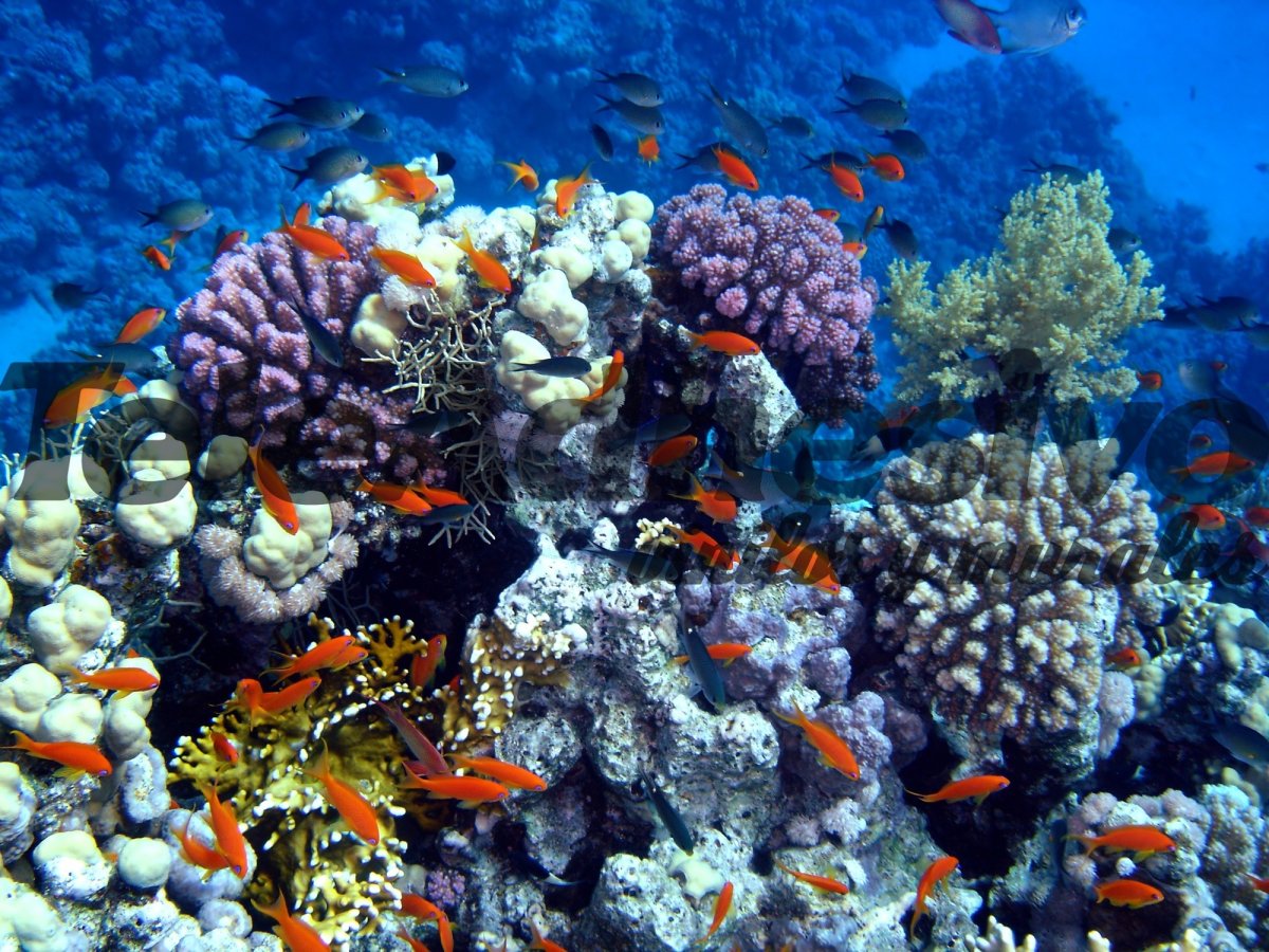 Рифы и кораллы красного моря