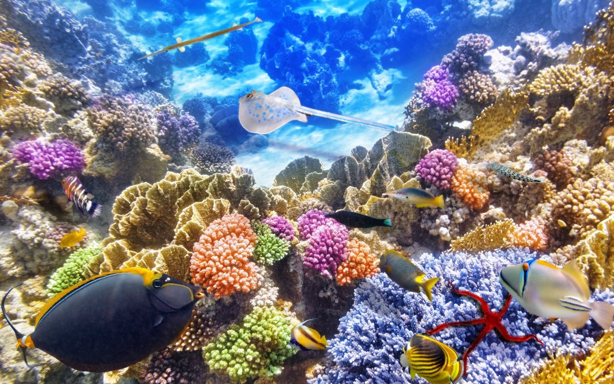 Great Barrier Reef Marine Park