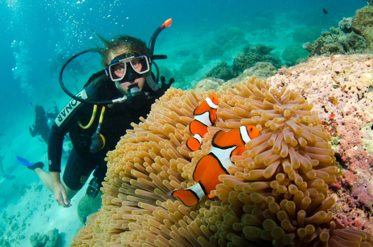 Красное море риф дайвер