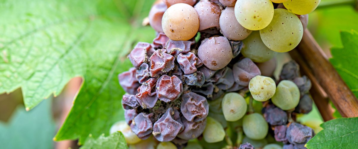 Botrytis cinerea на винограде