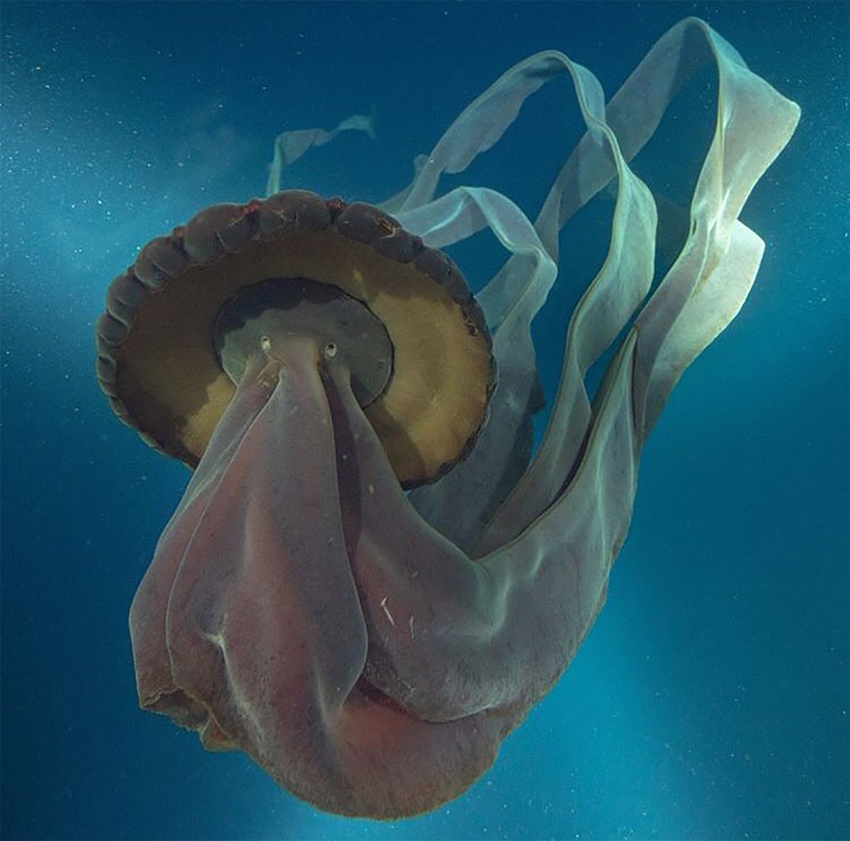 Гигантская медуза Stygiomedusa gigantea