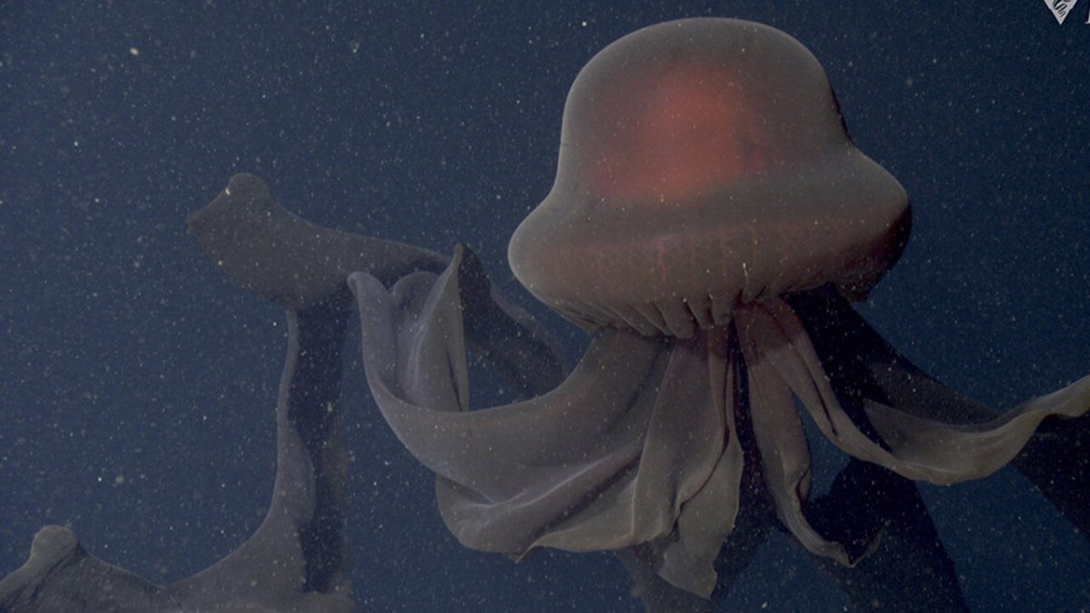 Медуза Фантом Stygiomedusa gigantea