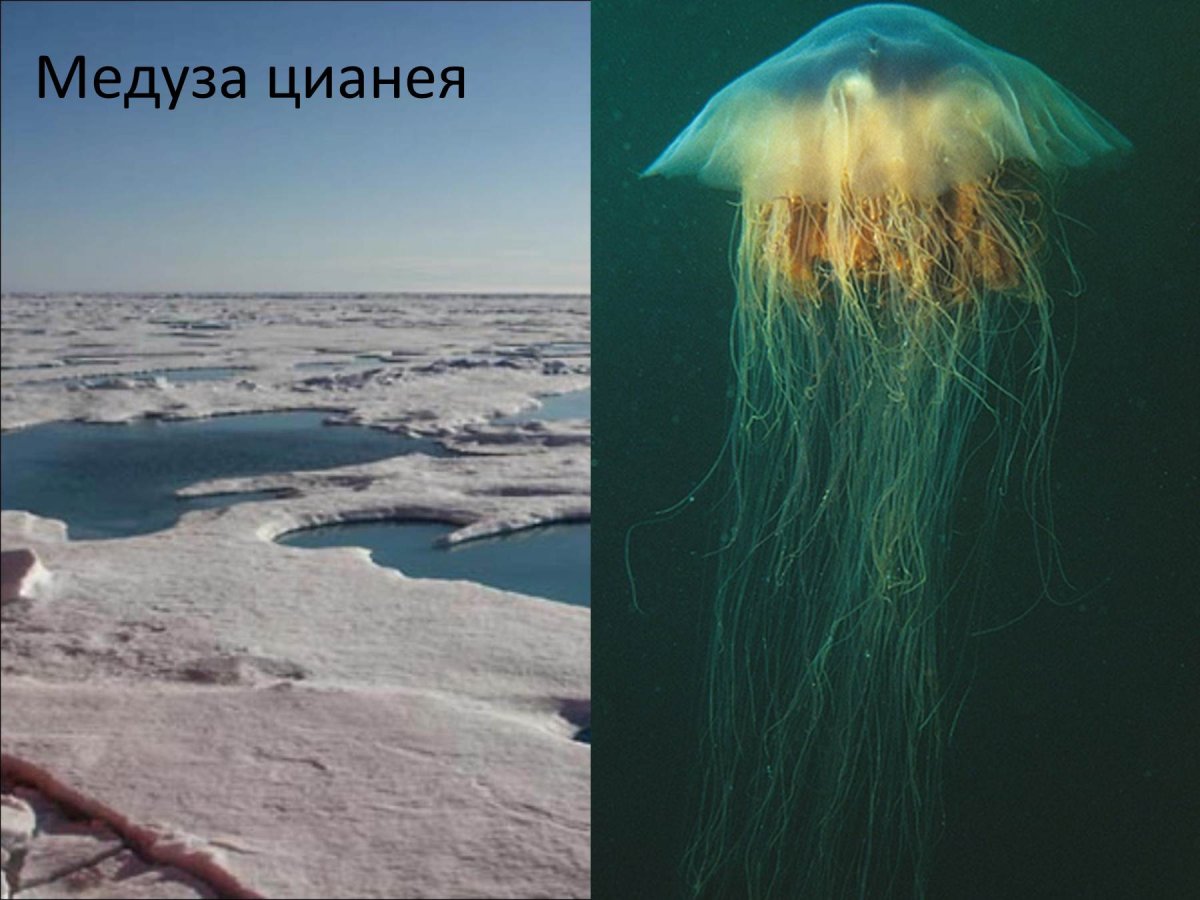 Медуза цианея Северный Ледовитый океан