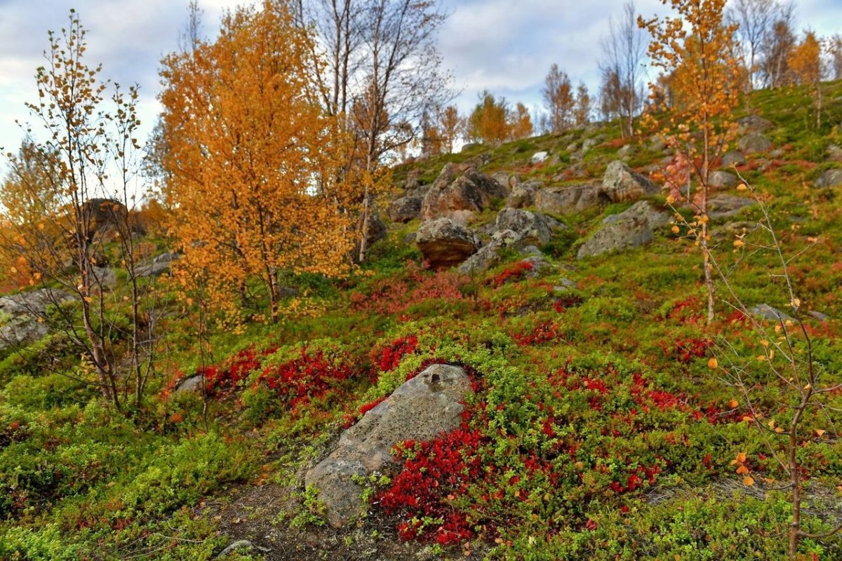 Сопки Мурманской области