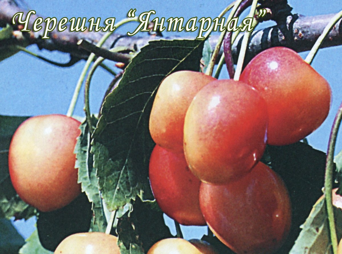 Черешня сорт Медуница