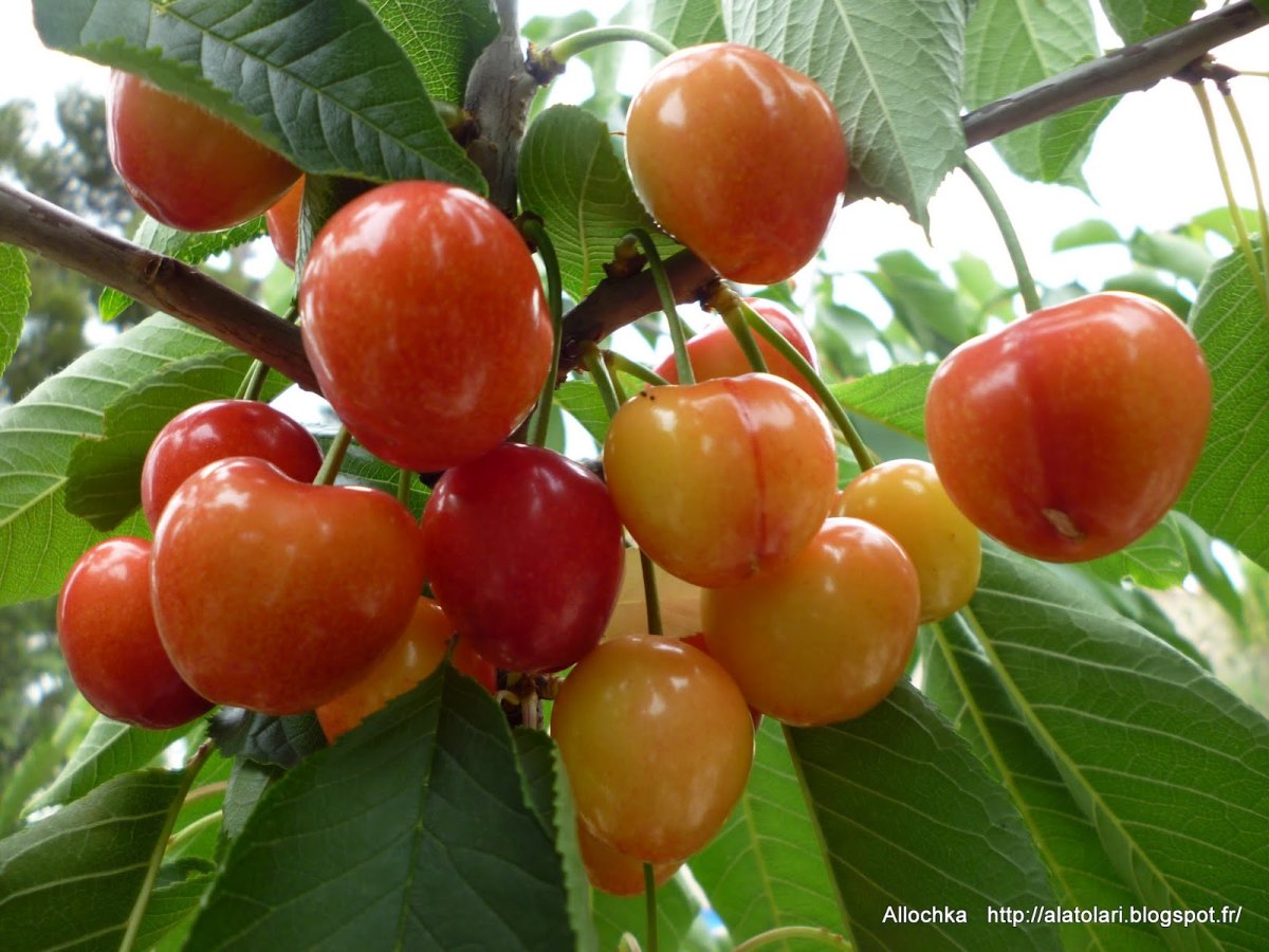 Черешня "Фатеж" Prunus avium