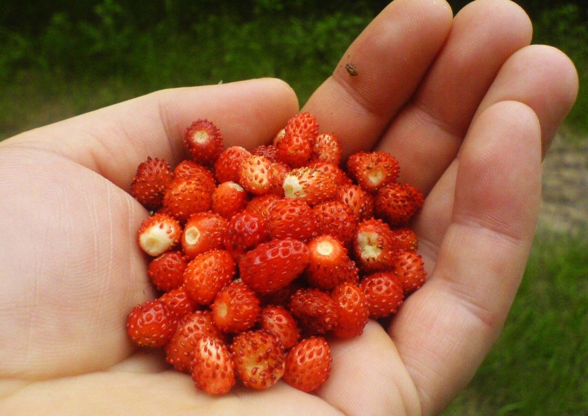 Плоды земляники Лесной