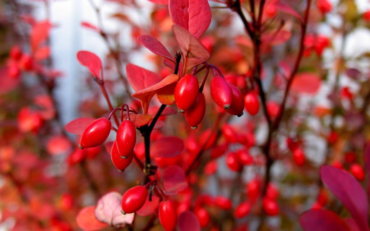 Барбарис Barberry