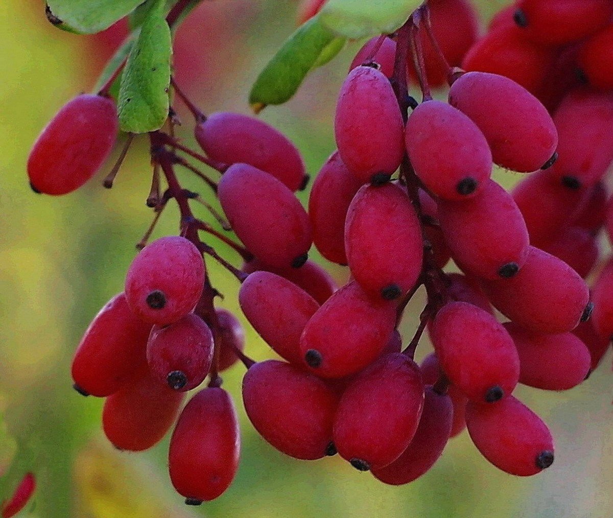 Барбарис обыкновенный Berberis vulgaris