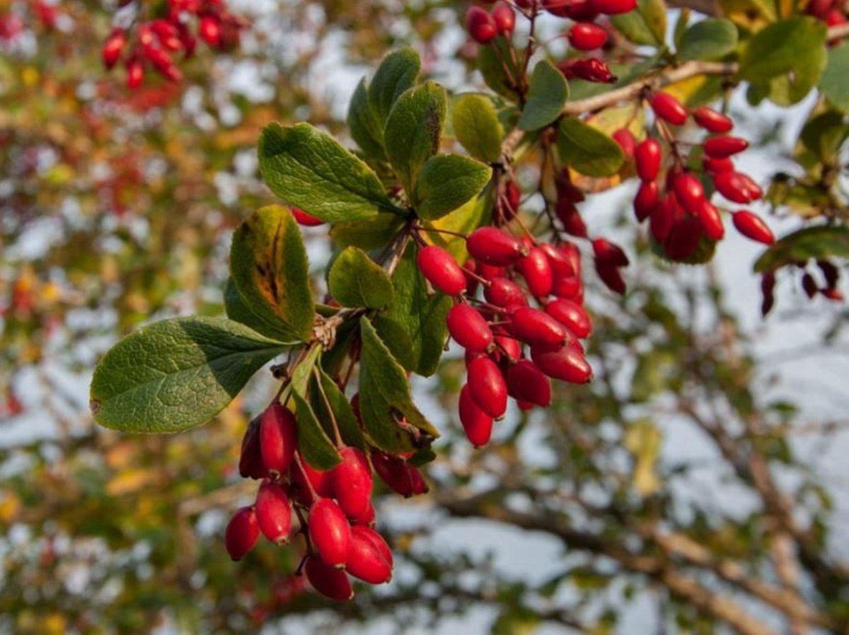 Барбарис обыкновенный (Berberis vulgaris l.)