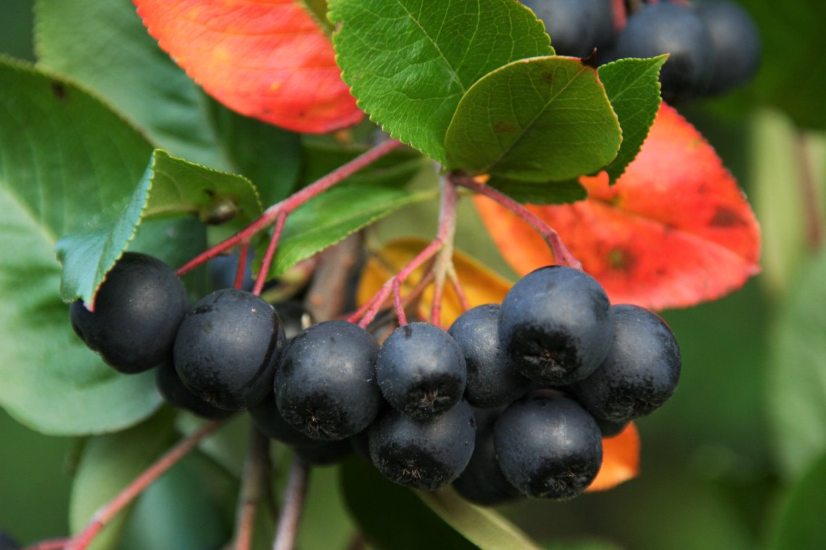 Рябина черноплодная (Aronia melanocarpa)