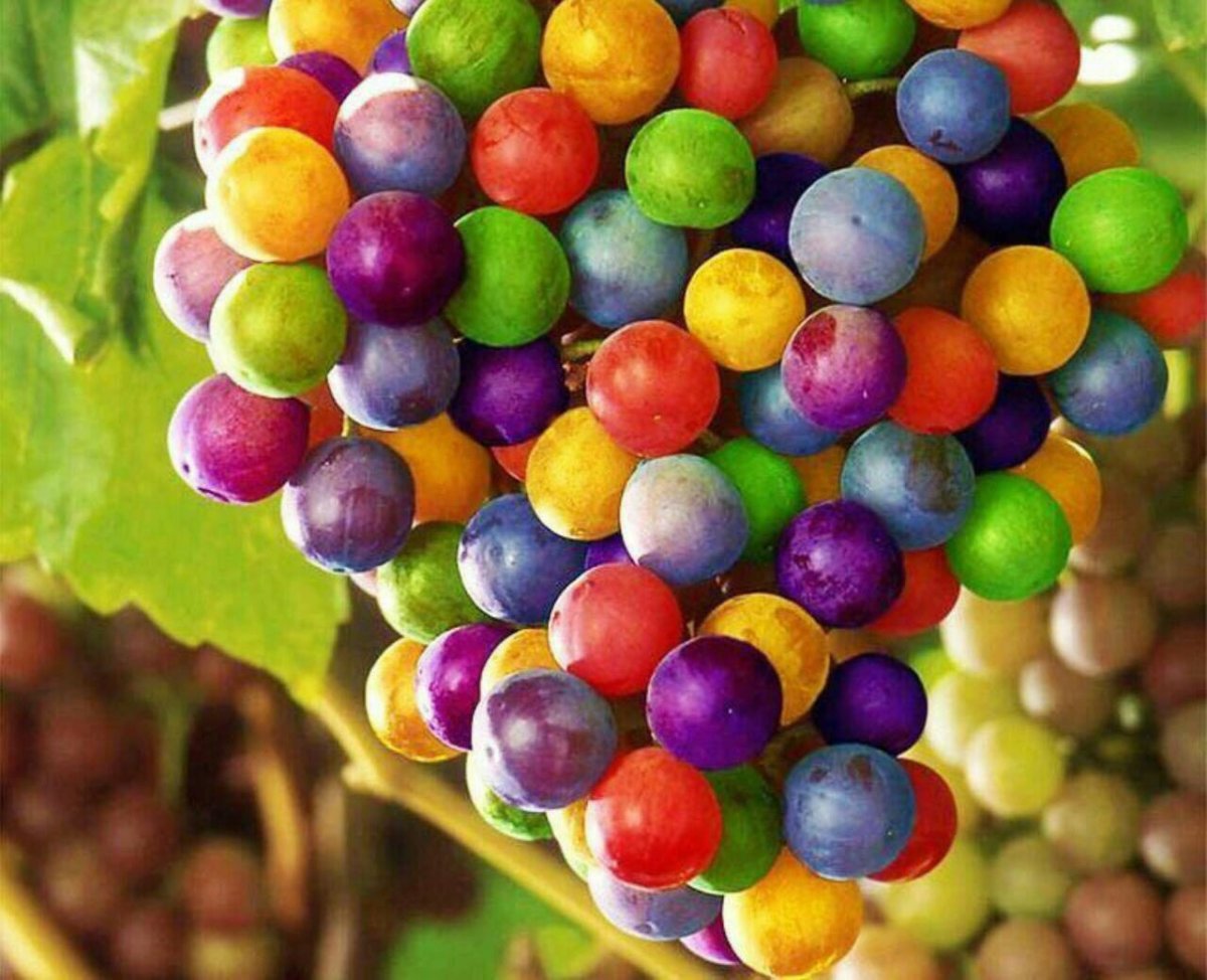 Разноцветный виноград