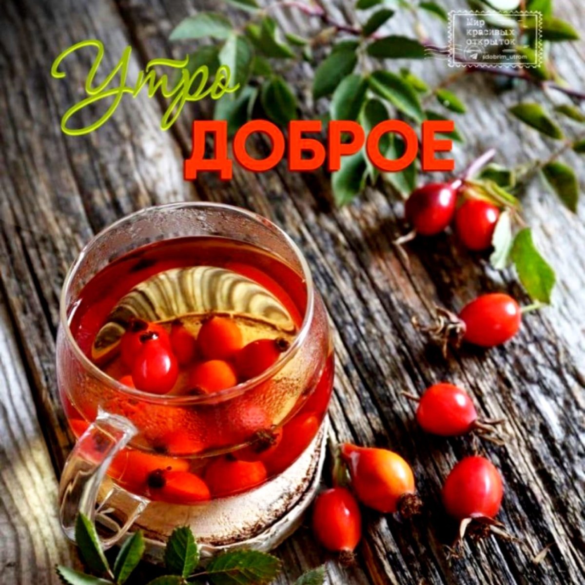Отвар из шиповника