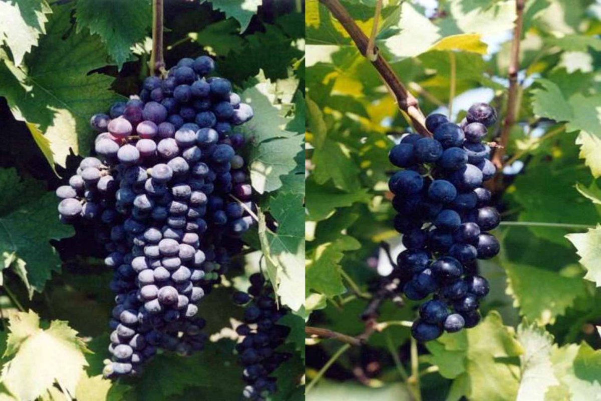 Sangiovese сорт винограда