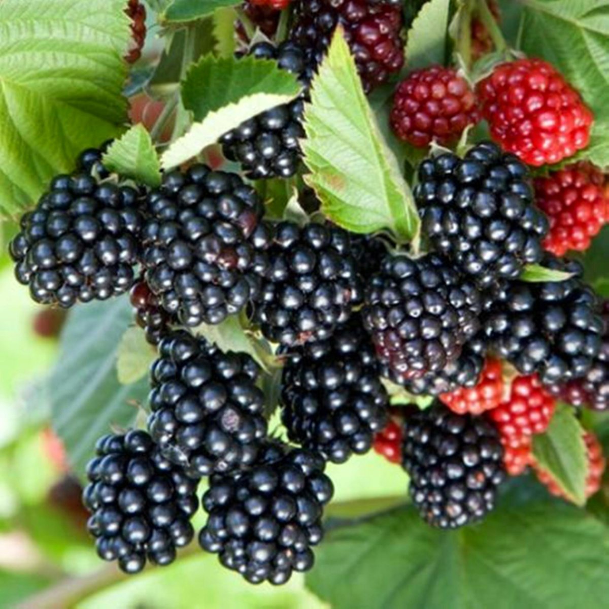 Ежевика Рубус fruticosus
