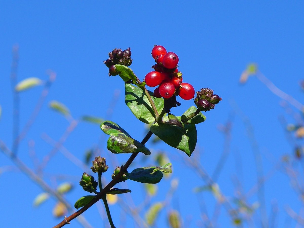 Blueberries Honeysuckle