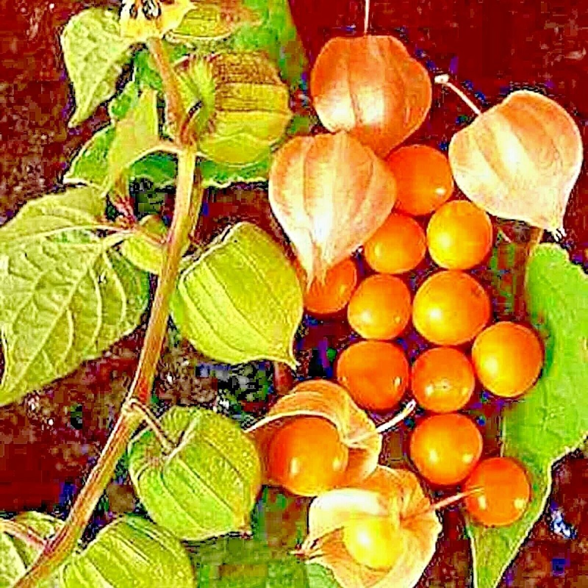 Физалис крыжовник