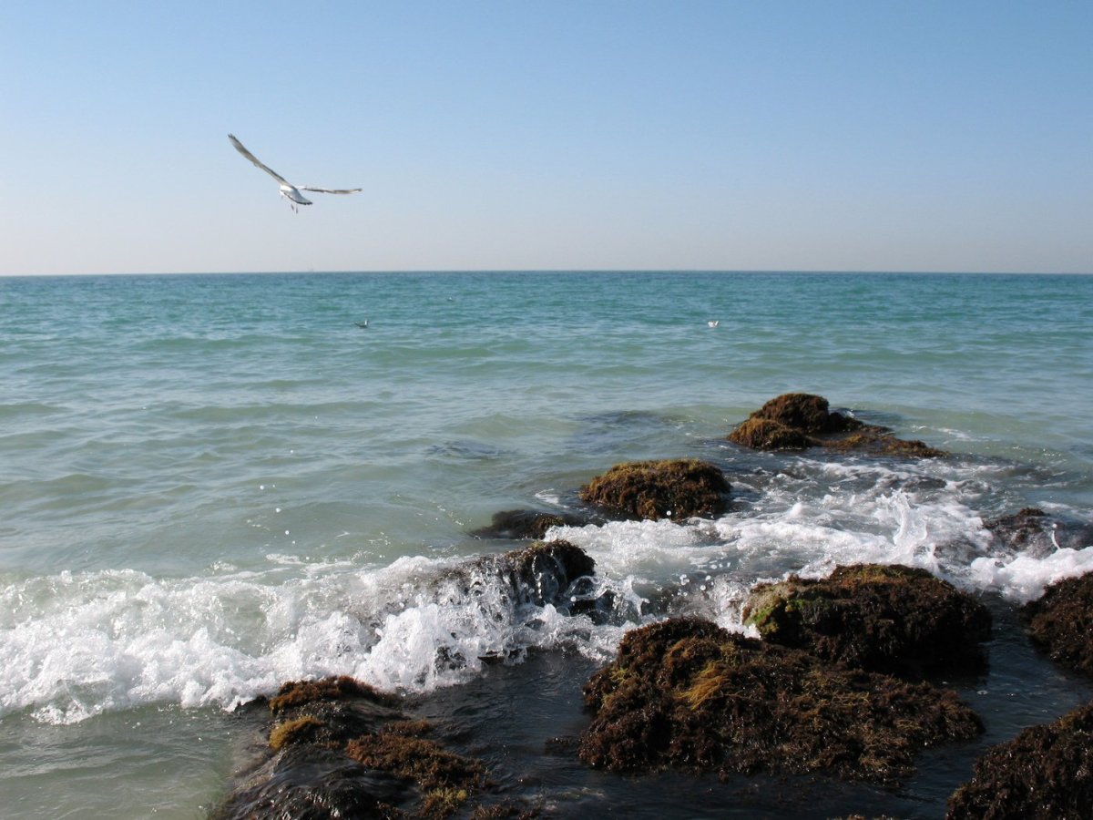 Каспийское море фауна Каспийского моря