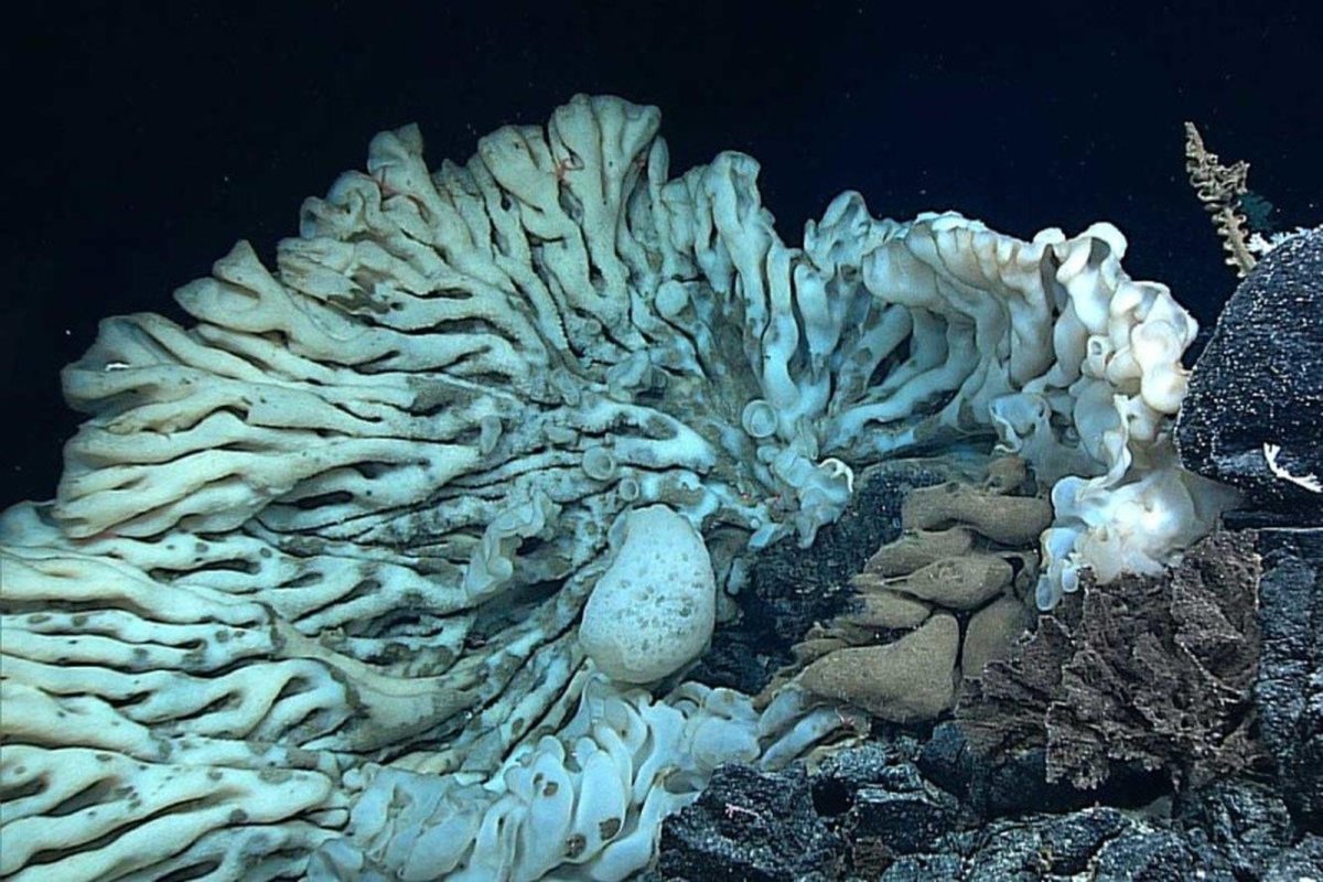 Морской камнеточец губка