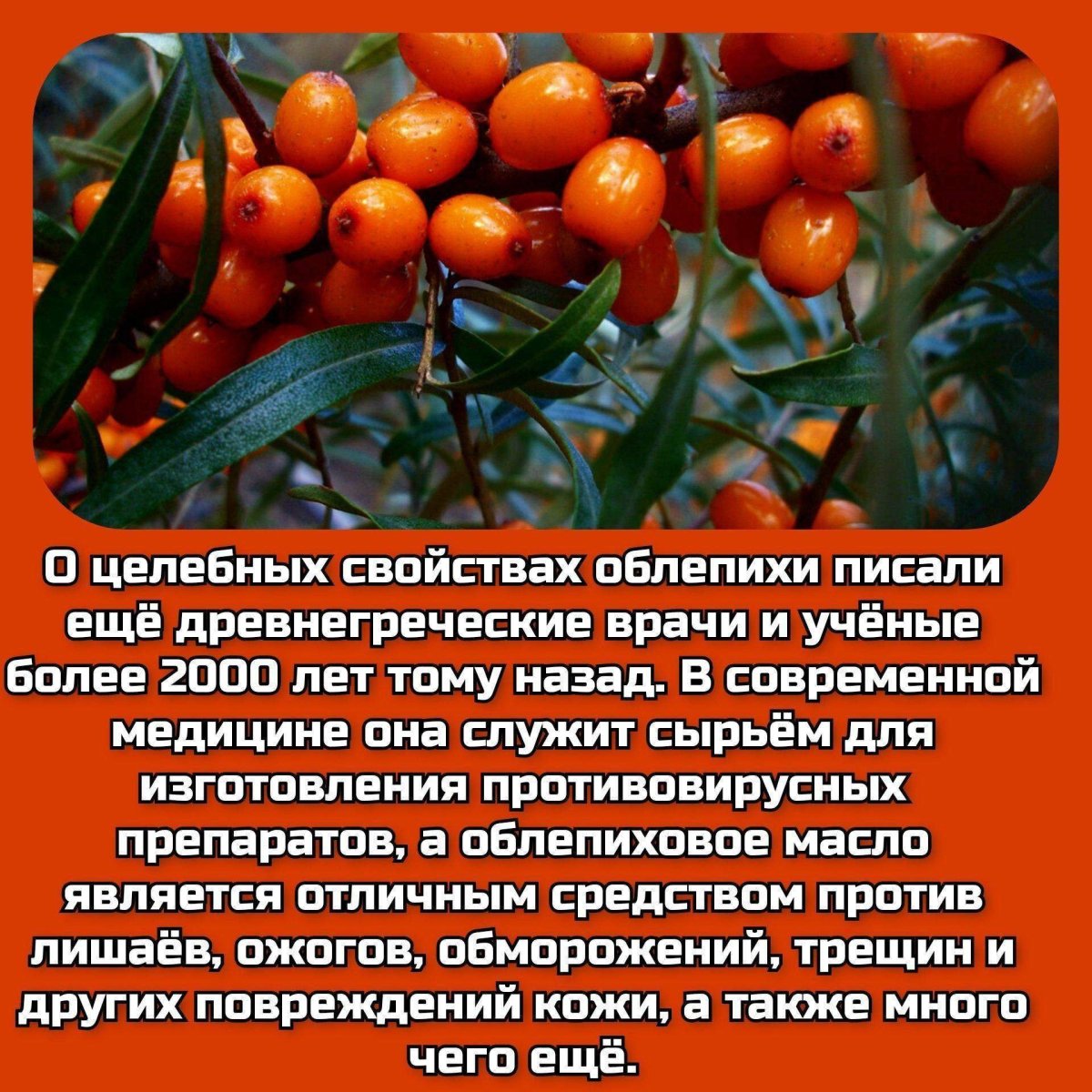 Продолжительность жизни облепихи