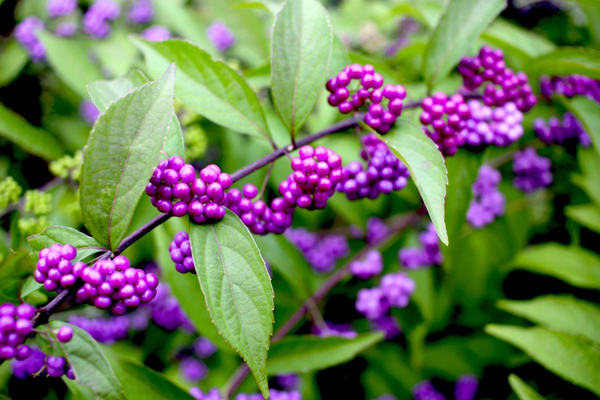 Callicarpa shikokiana