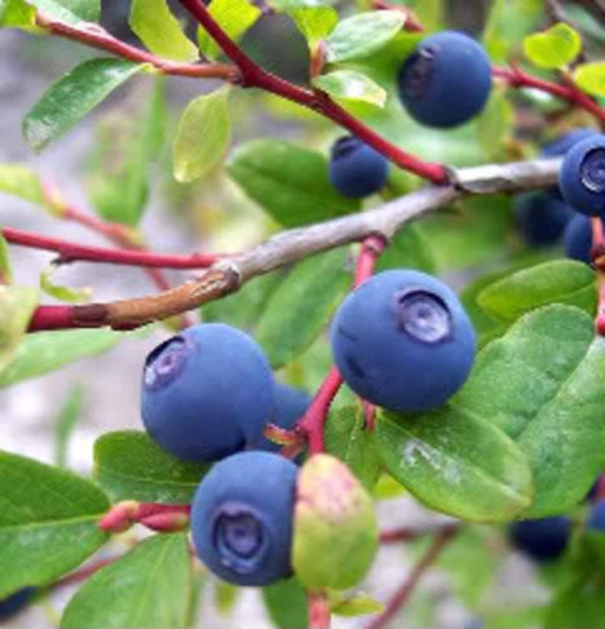 Huckleberry — черника