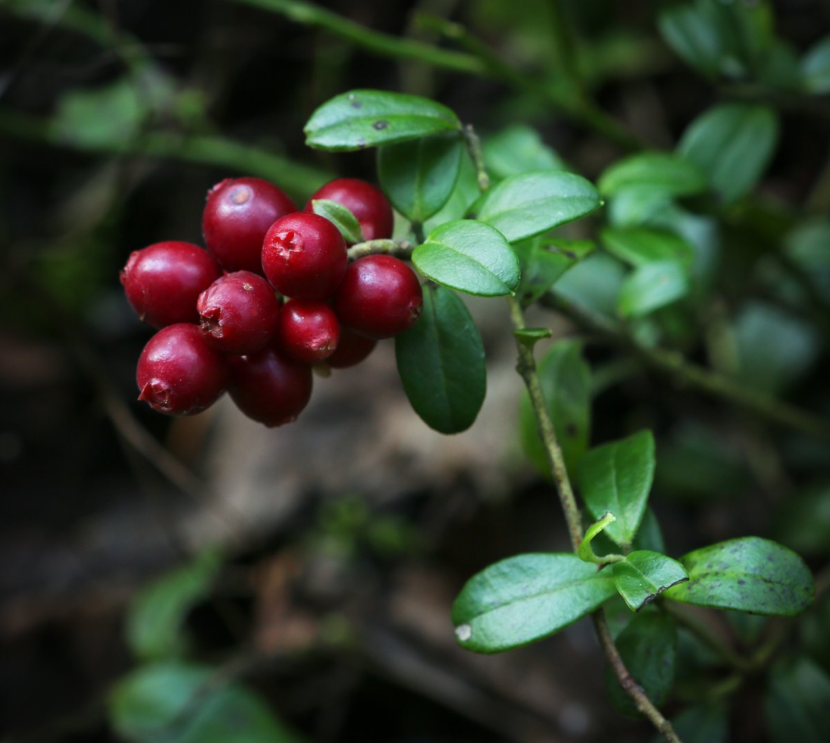 Брусника (Vaccinium Vitis-idaea)