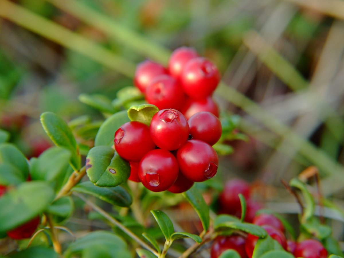 Брусника (Vaccinium Vitis-idaea)