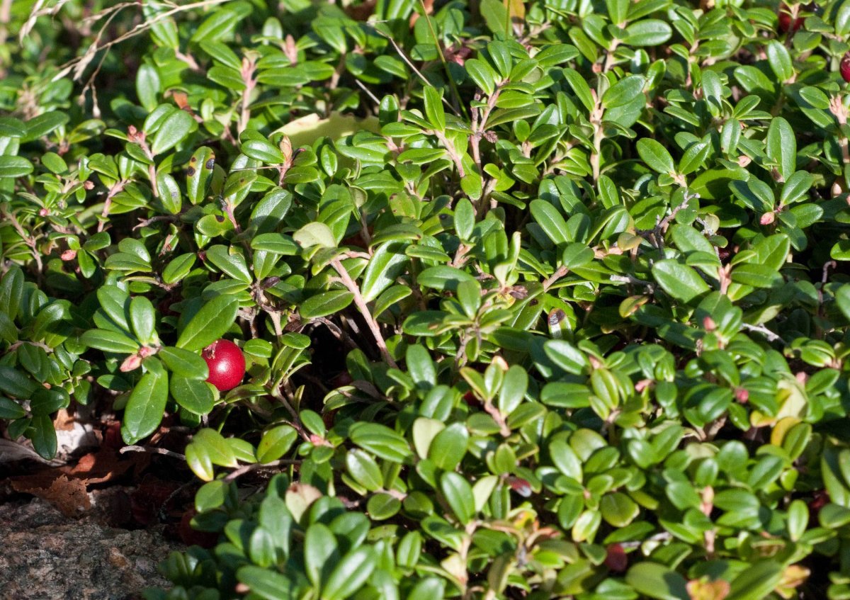 Vaccinium nummularia