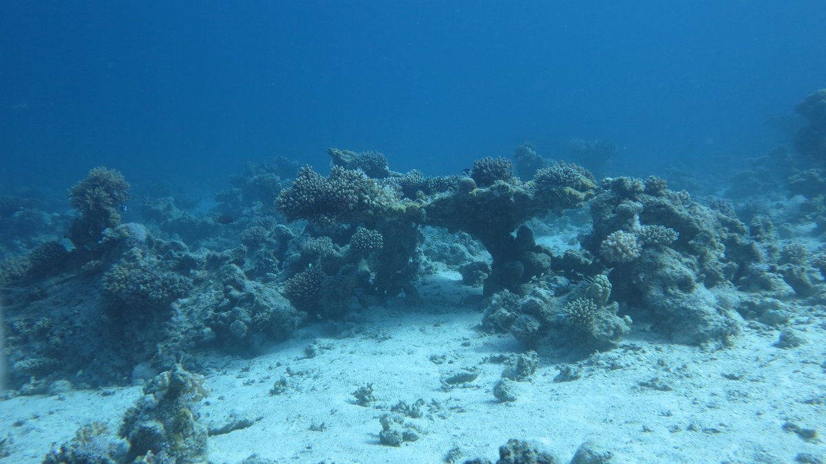 Дно моря