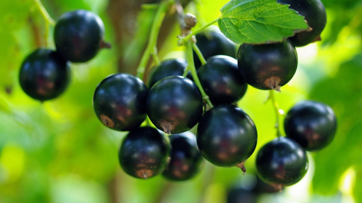Смородина черная (ribes nigrum l.)