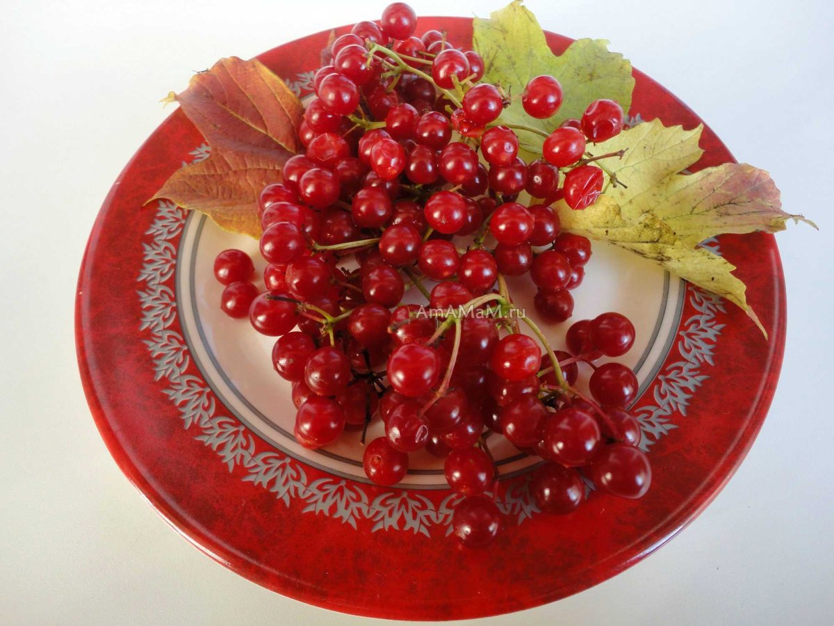 Поделки из калины