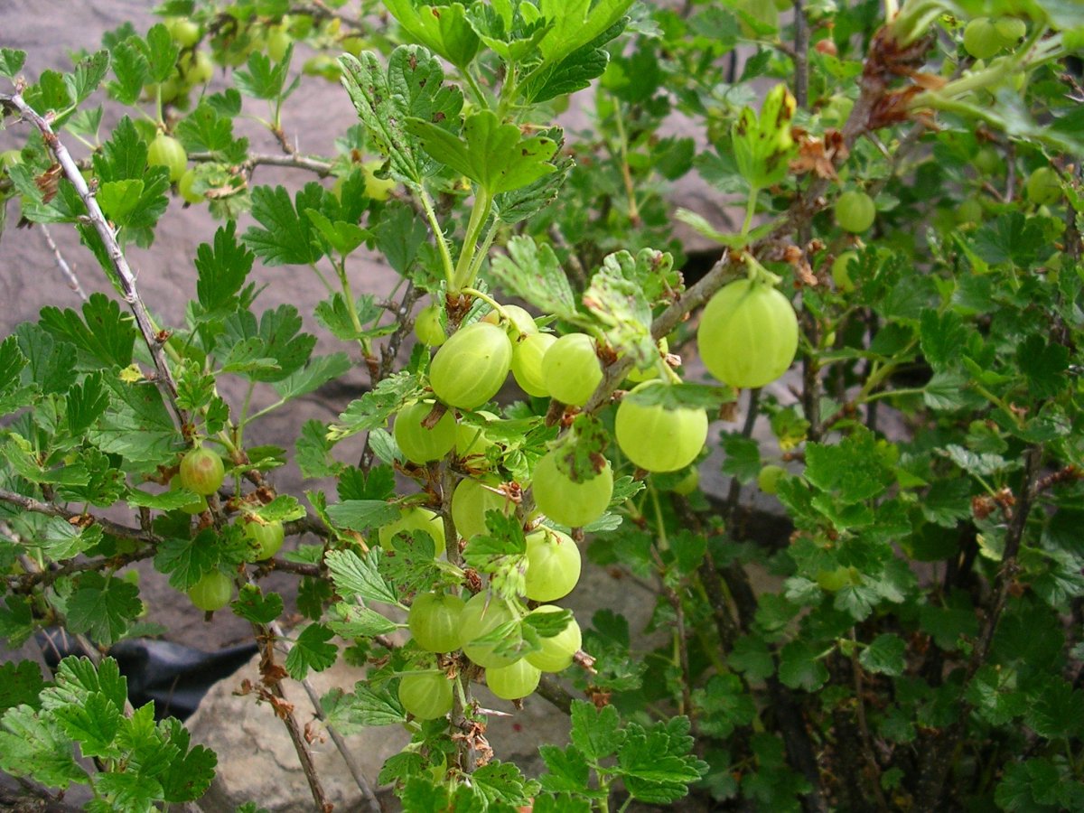 Крыжовник Европейский куст