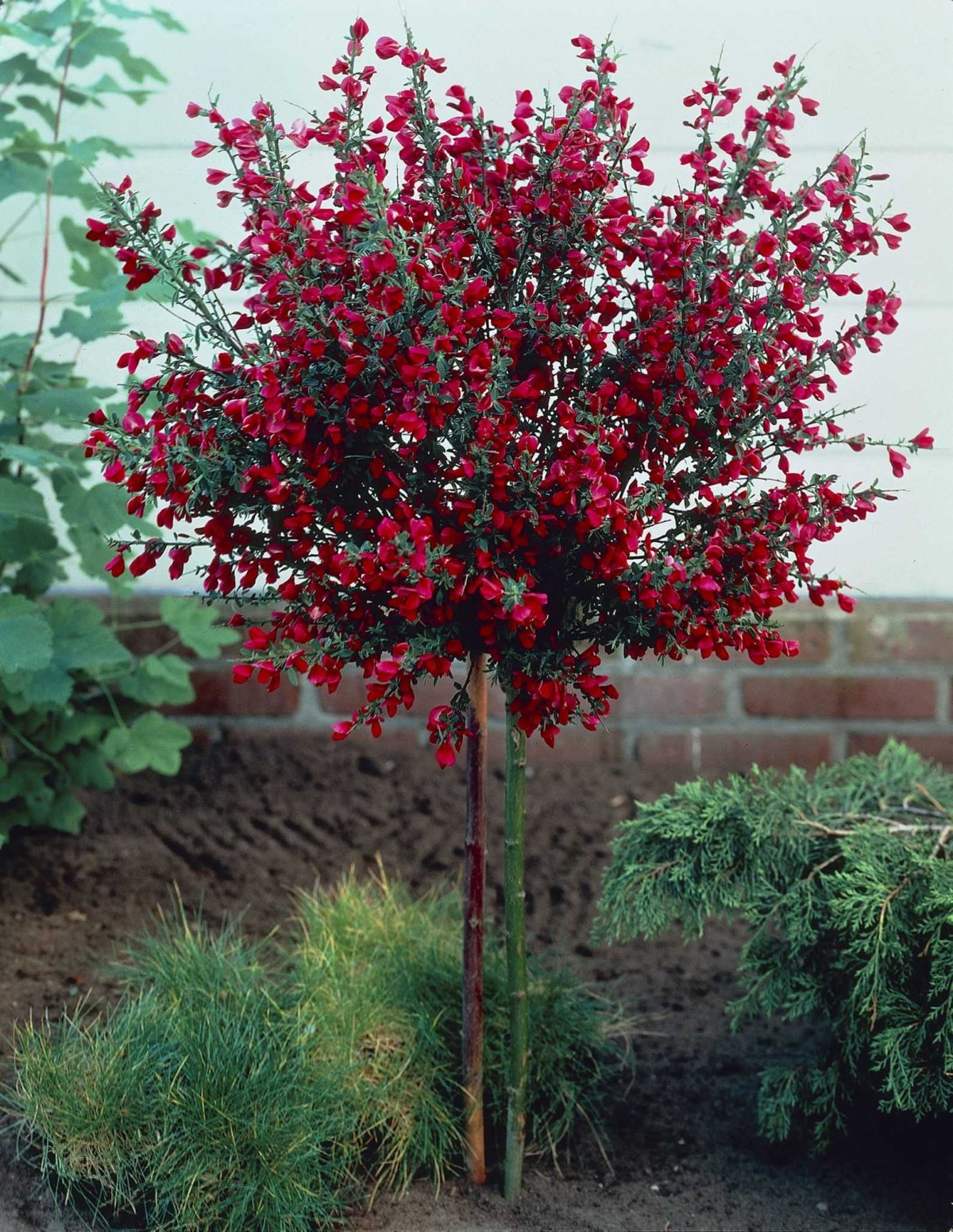 Ракитник венечный 'Boskoop Ruby'