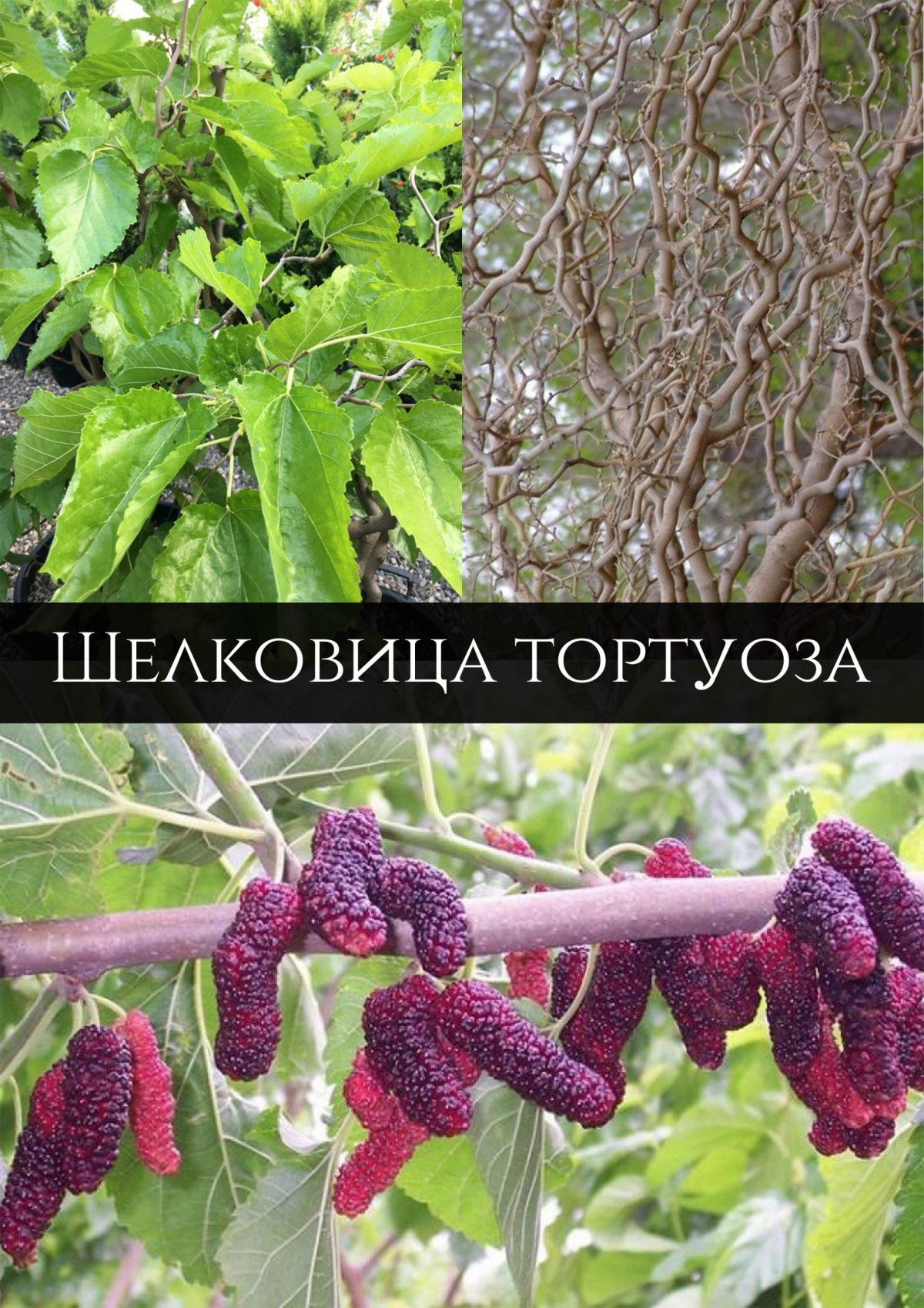 Шелковица Извилистая Тортуоза