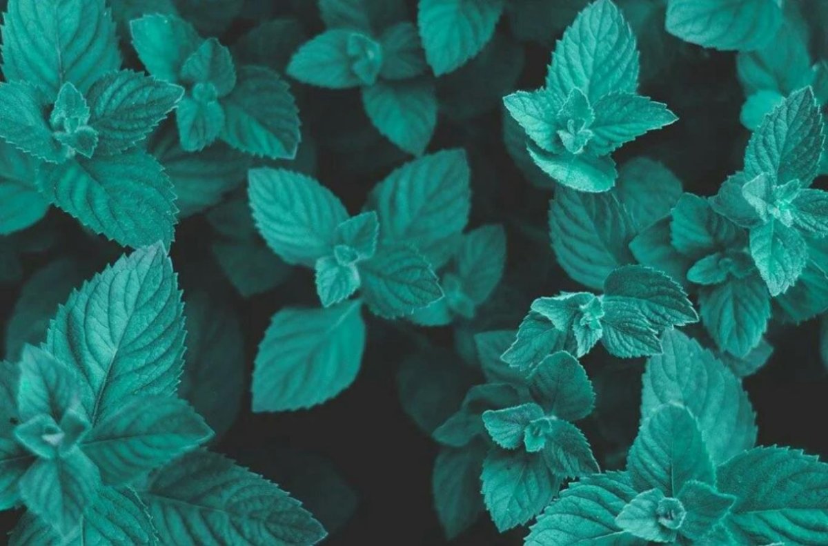 Мята Hugo Mint