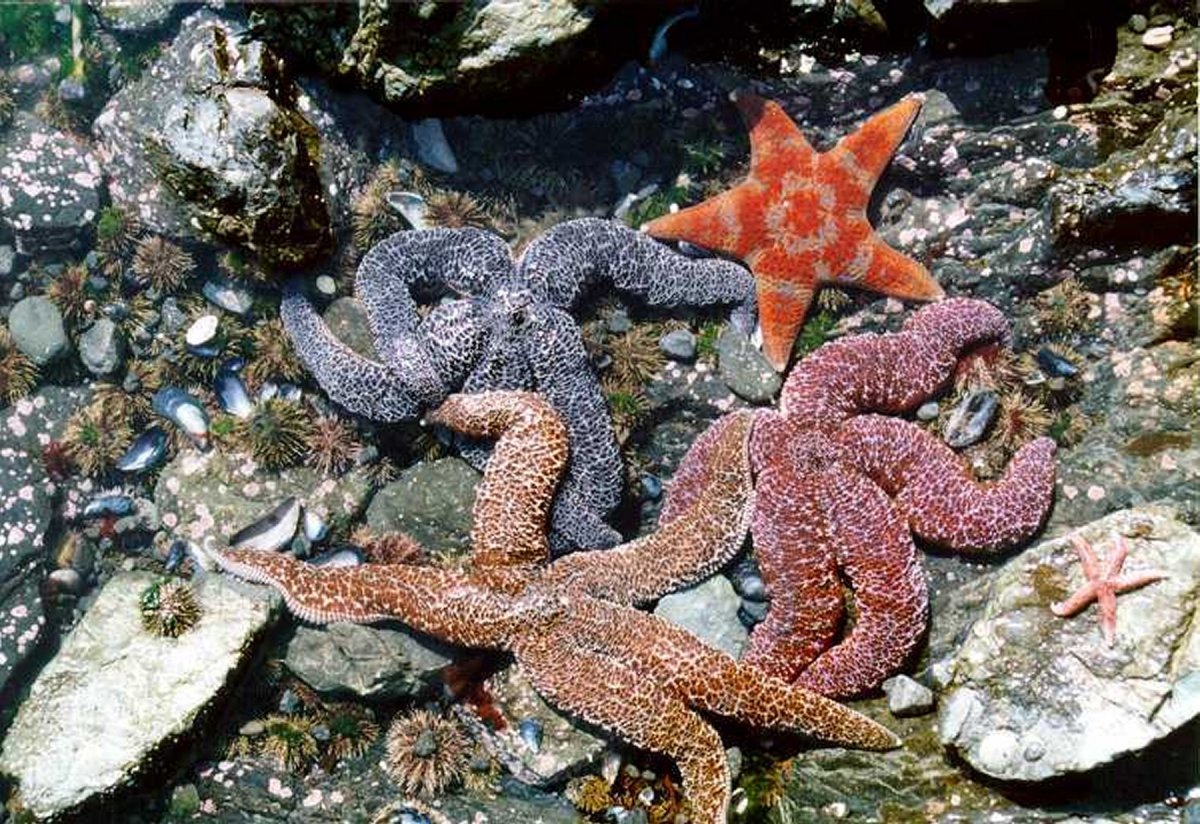 Бентос морская звезда