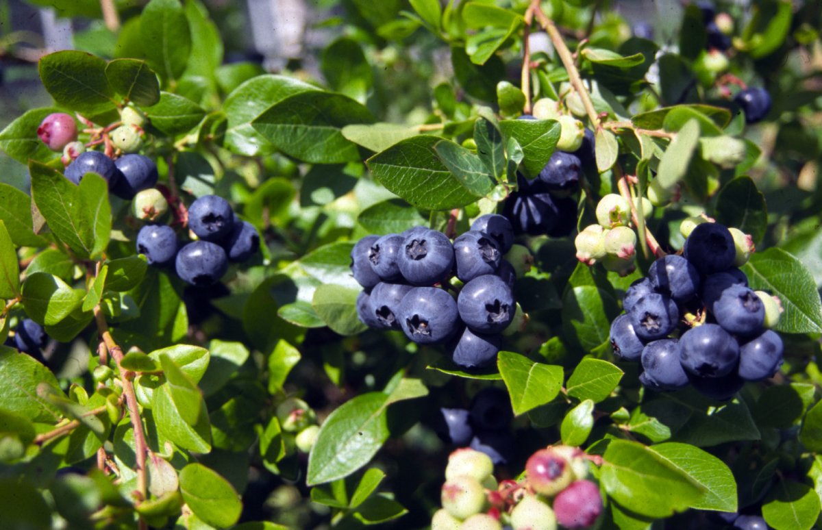 Голубика Садовая (Vaccinium corymbosum `Goldtraube`)